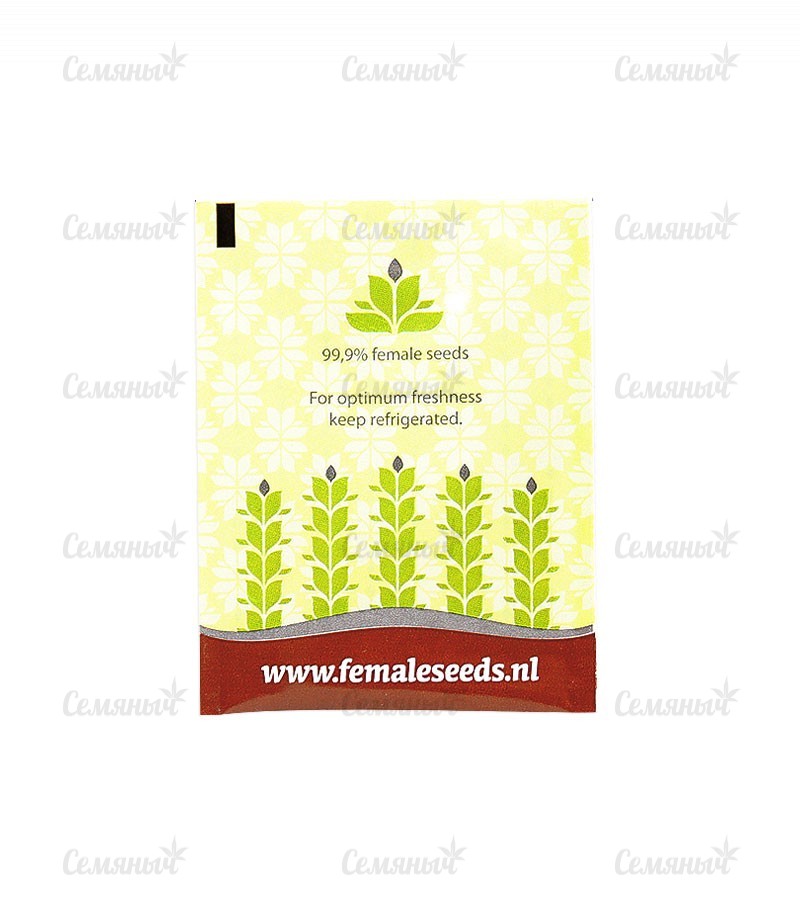 Семена сорта   Maroc fem (Female Seeds) 