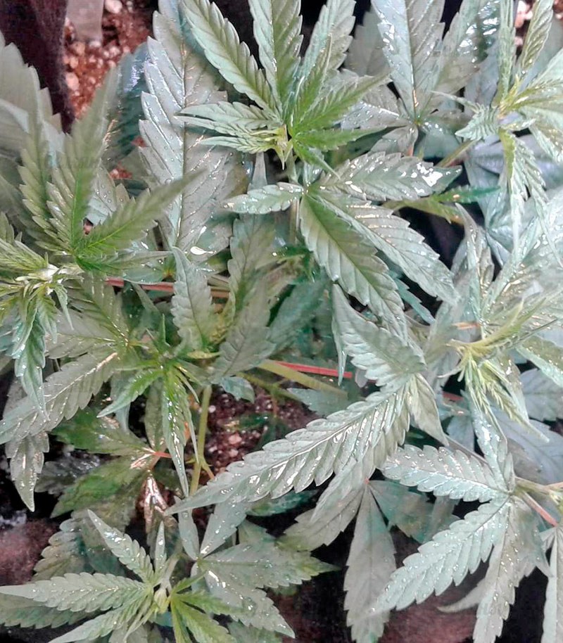 Семена сорта   Full Moon fem (Nirvana Seeds) 