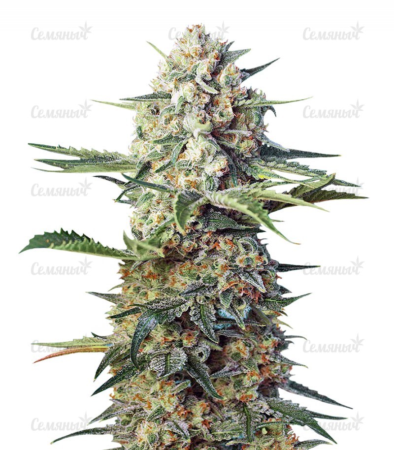 Семена сорта   Crystal Candy F1 Fast Version fem (Sweet Seeds) 