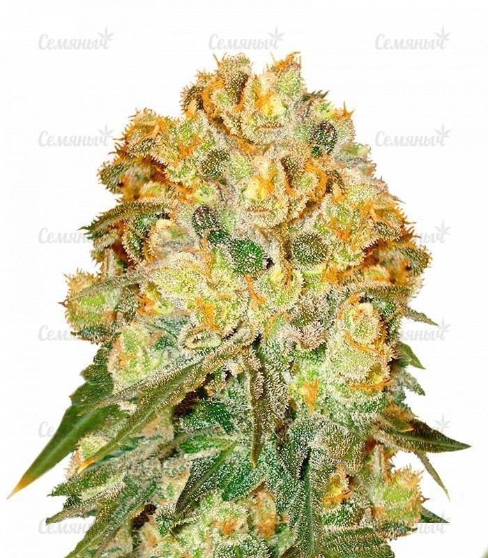 Семена сорта   Marmalate fem (Delicious Seeds) 