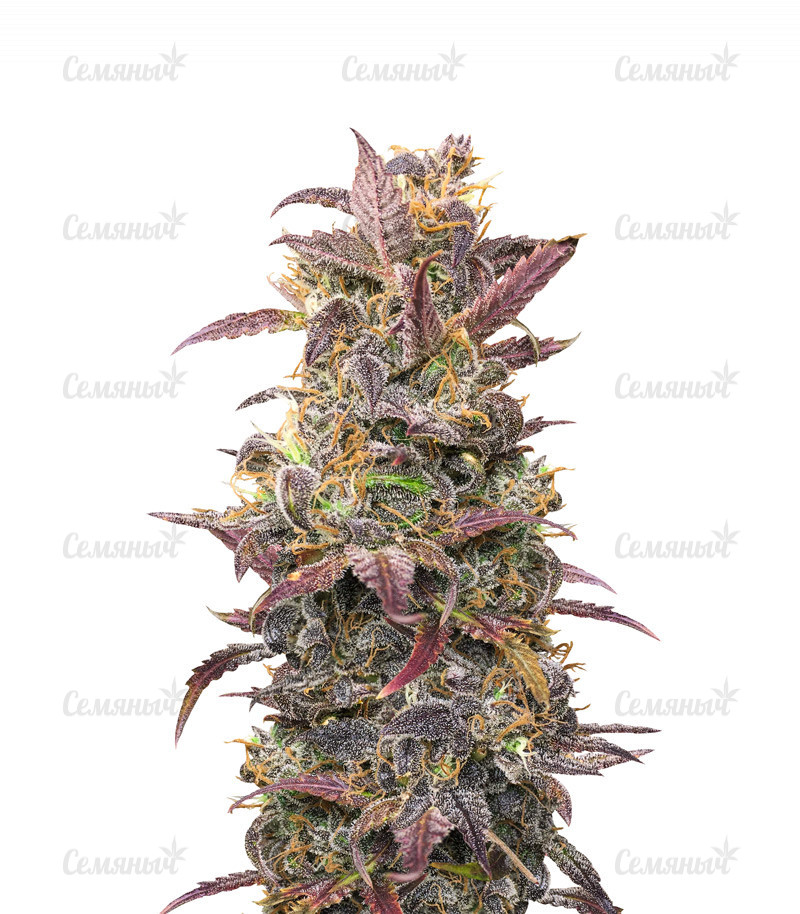 Семена сорта   Auto Orange Bud fem (Dutch Passion) 