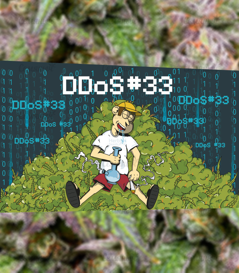 Семена сорта   DDoS #33 fem (Herbies Seeds) 