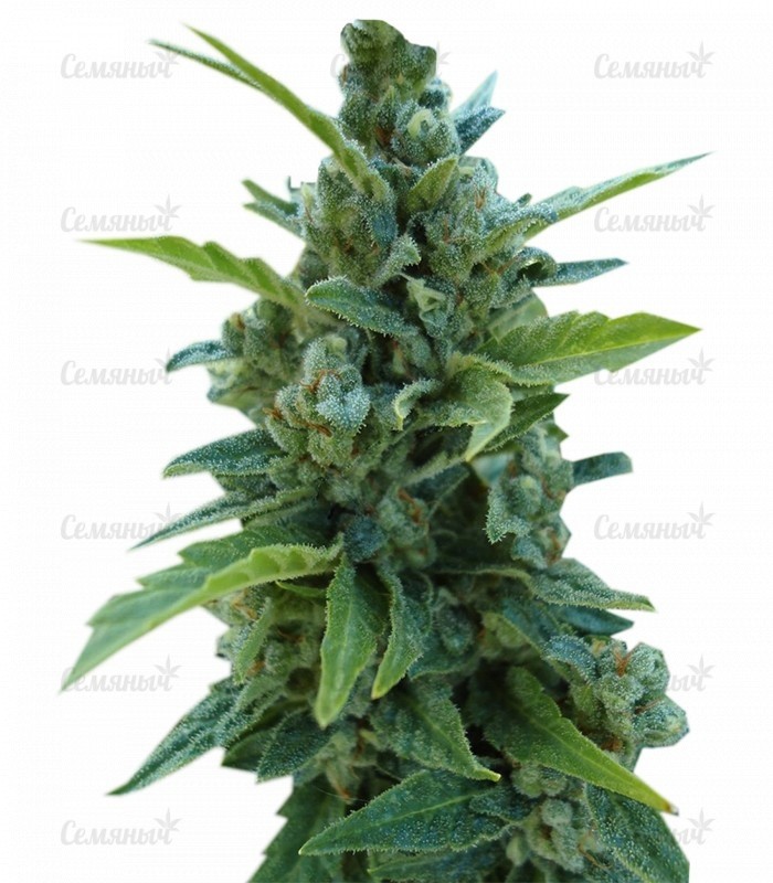 Семена сорта   Automaria II fem (Paradise Seeds) 