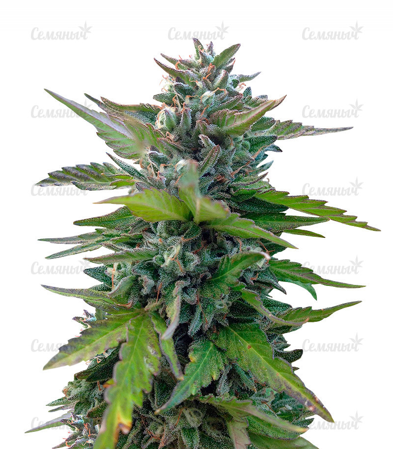 Семена сорта   Black Cherry Punch fem (Pyramid Seeds) 