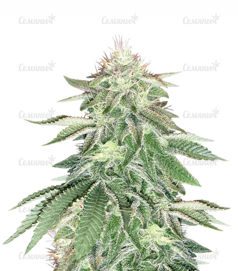 Семена сорта   Wedding Cake fem (Cali Buds Seeds) 