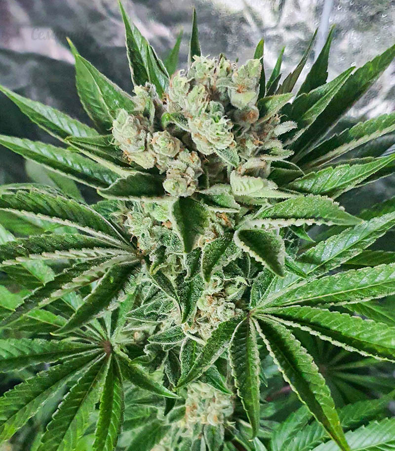 Семена сорта   Auto Somango Glue fem (Advanced Seeds) 