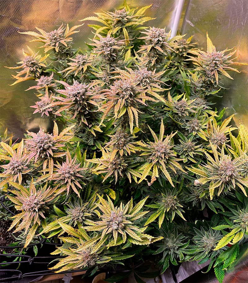 Семена сорта   Godzilla Cookies Auto fem (Herbies Seeds) 