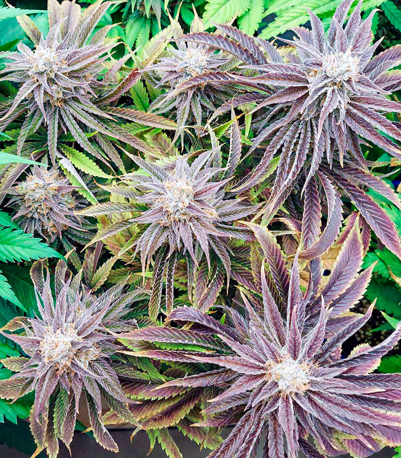 Семена сорта   Gorilla Blue fem (Advanced Seeds) 