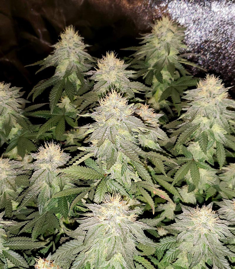 Семена сорта   Gelato fem (Nirvana Seeds) 