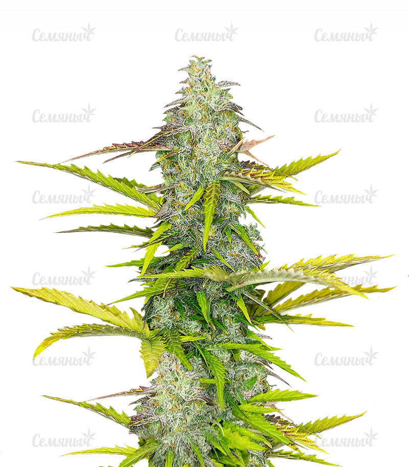 Семена сорта   Auto Blueberry fem (Dutch Passion) 