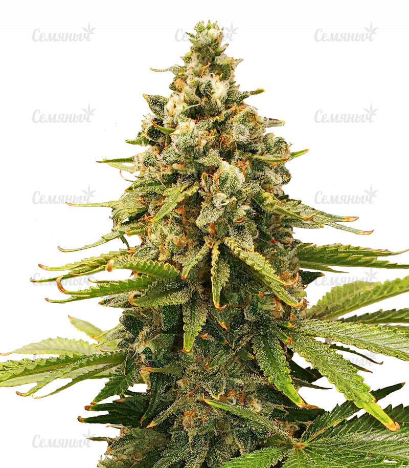 Семена сорта   Slurricane fem (Advanced Seeds) 