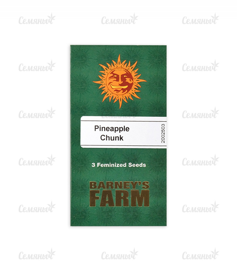 Семена сорта   Pineapple Chunk fem (Barneys Farm) 