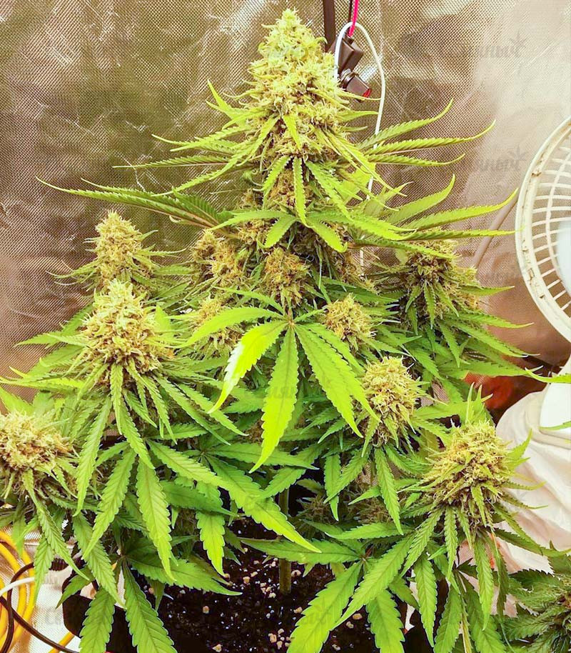 Семена сорта   Kaya 47 fem (Advanced Seeds) 