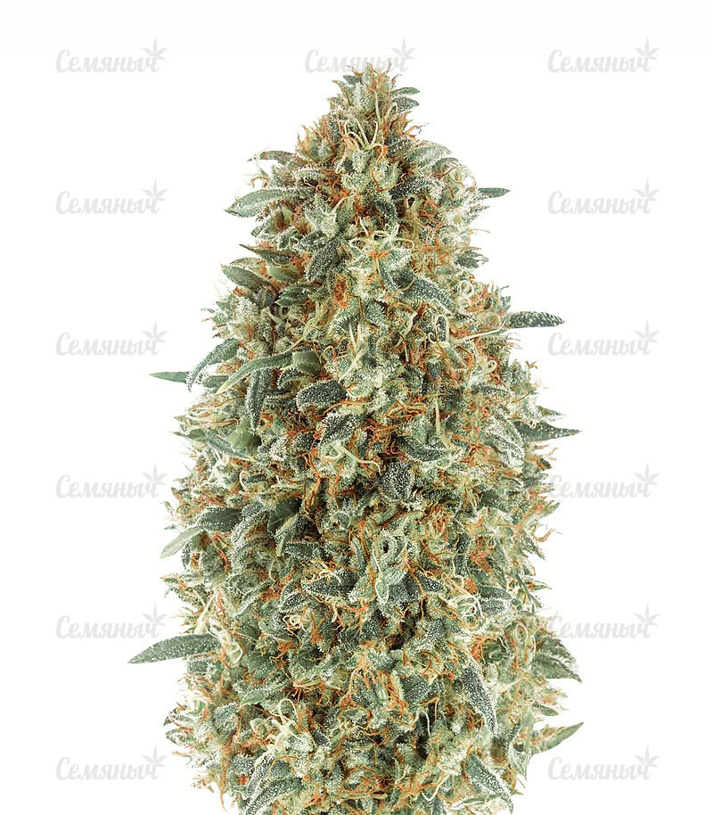 Семена сорта   Gorilla Blue fem (Advanced Seeds) 