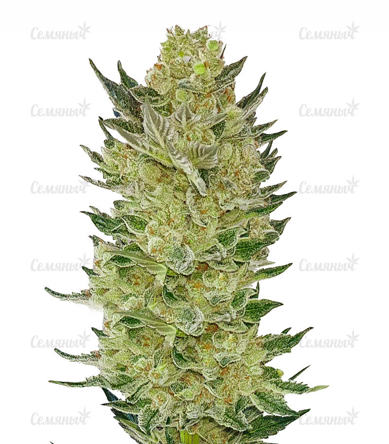 Семена сорта   Auto Somango Glue fem (Advanced Seeds) 