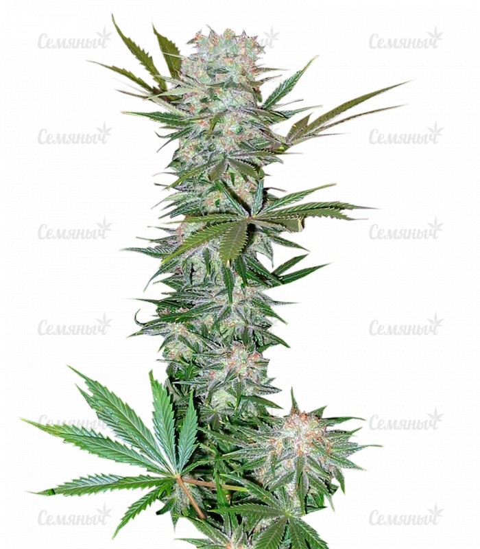 Семена сорта   G13 Haze fem (Barneys Farm) 