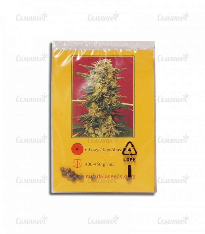 Семена сорта   Ganesh regular (Mandala Seeds) 