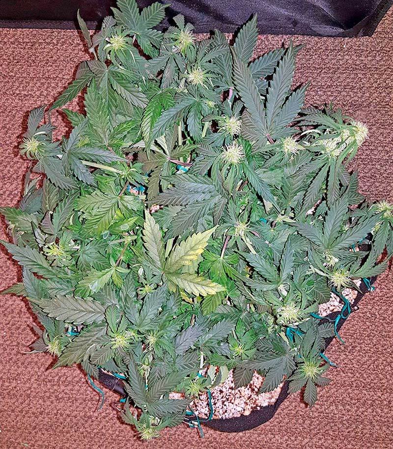 Семена сорта   Auto Sweet Somango (Soma) fem (00 Seeds) 