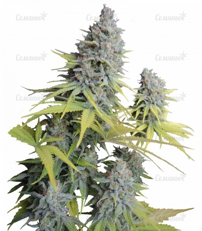 Семена сорта   Big Foot fem (Sweet Seeds) 