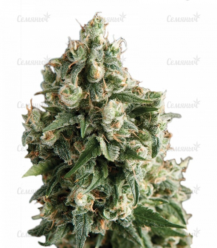 Семена сорта   Lennon fem (Pyramid Seeds) 