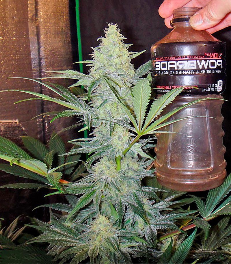 Семена сорта   Eldorado fem (Nirvana Seeds) 