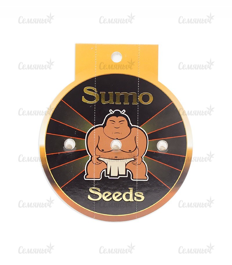 Семена сорта   Goji Haze fem (Sumo Seeds) 