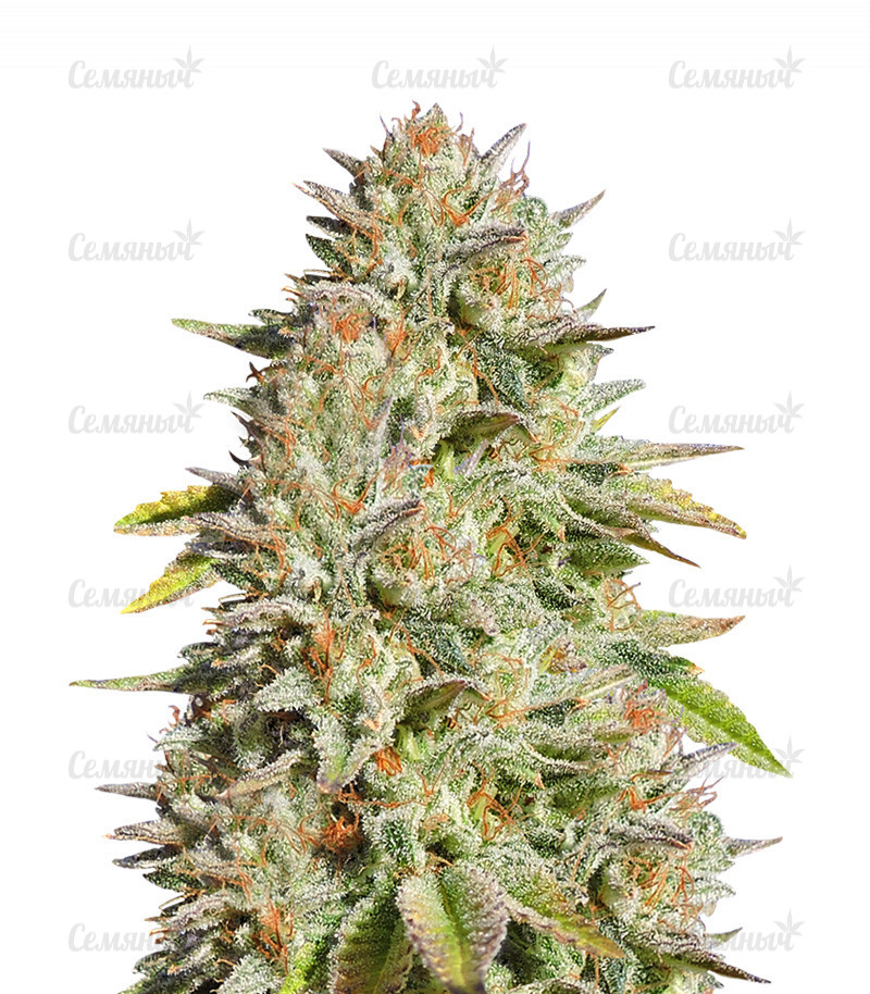 Семена сорта   Gorilla Glue #4 fem (Original Sensible Seeds) 