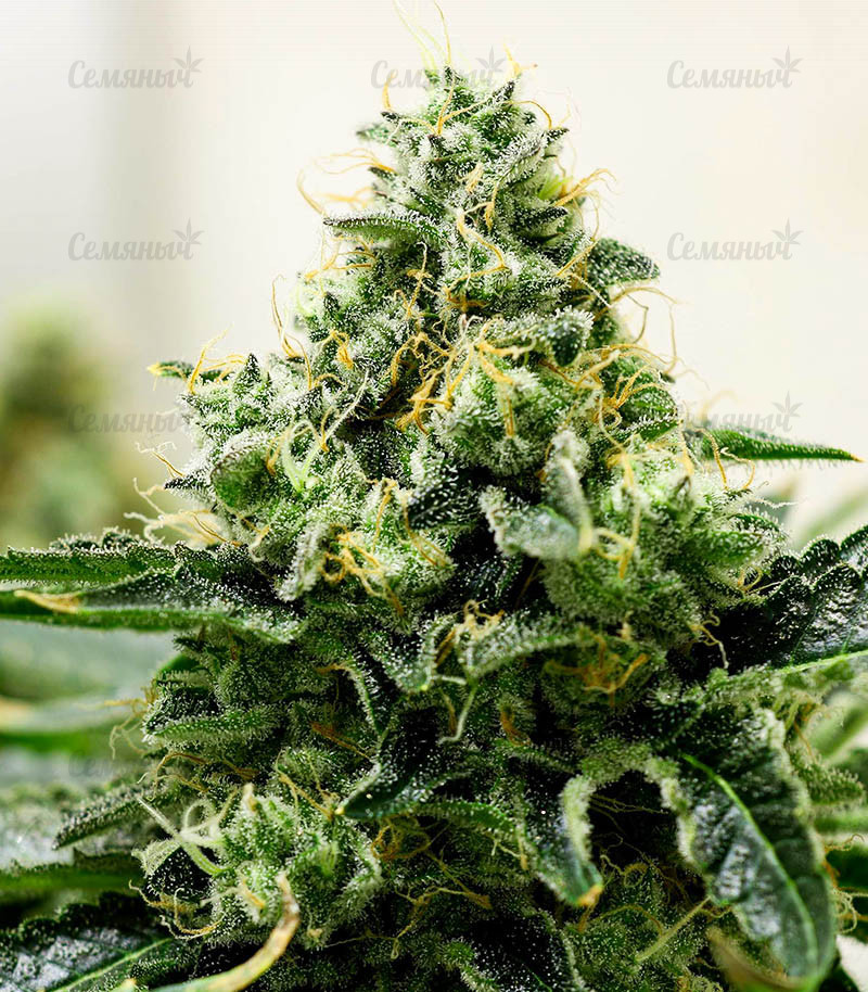 Семена сорта   Girl Scout Cookies fem (Blimburn Seeds) 