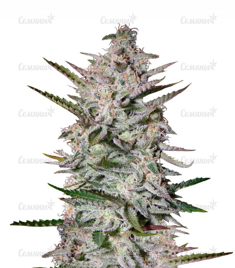 Семена сорта   Holy Punch fem (GHS) 