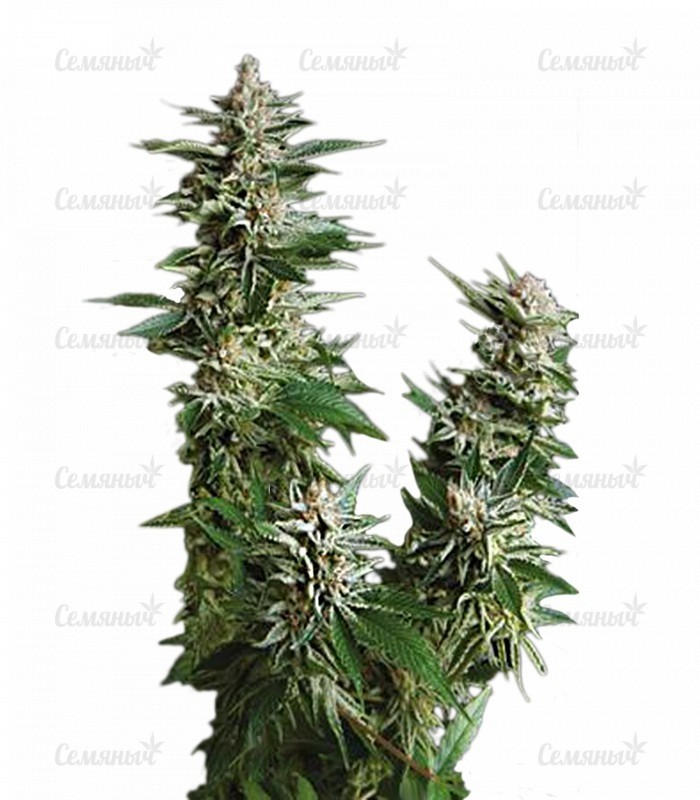 Семена сорта   Auto Pyramid fem (Pyramid Seeds) 