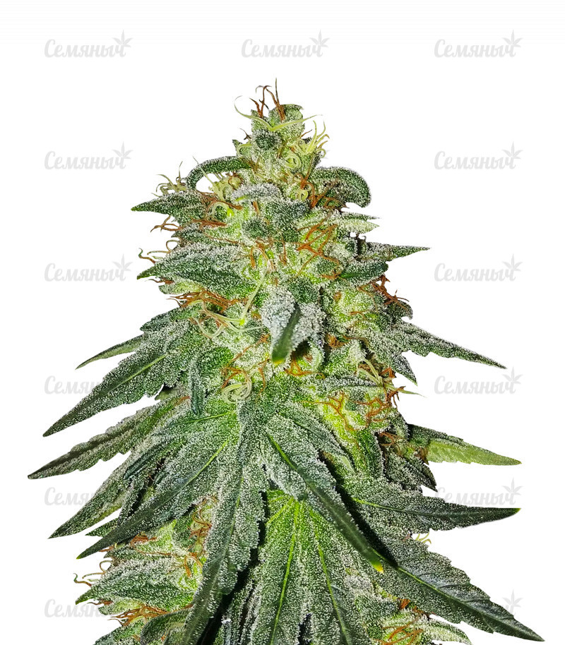 Семена сорта   Bruce Banner #3 fem (Original Sensible Seeds) 