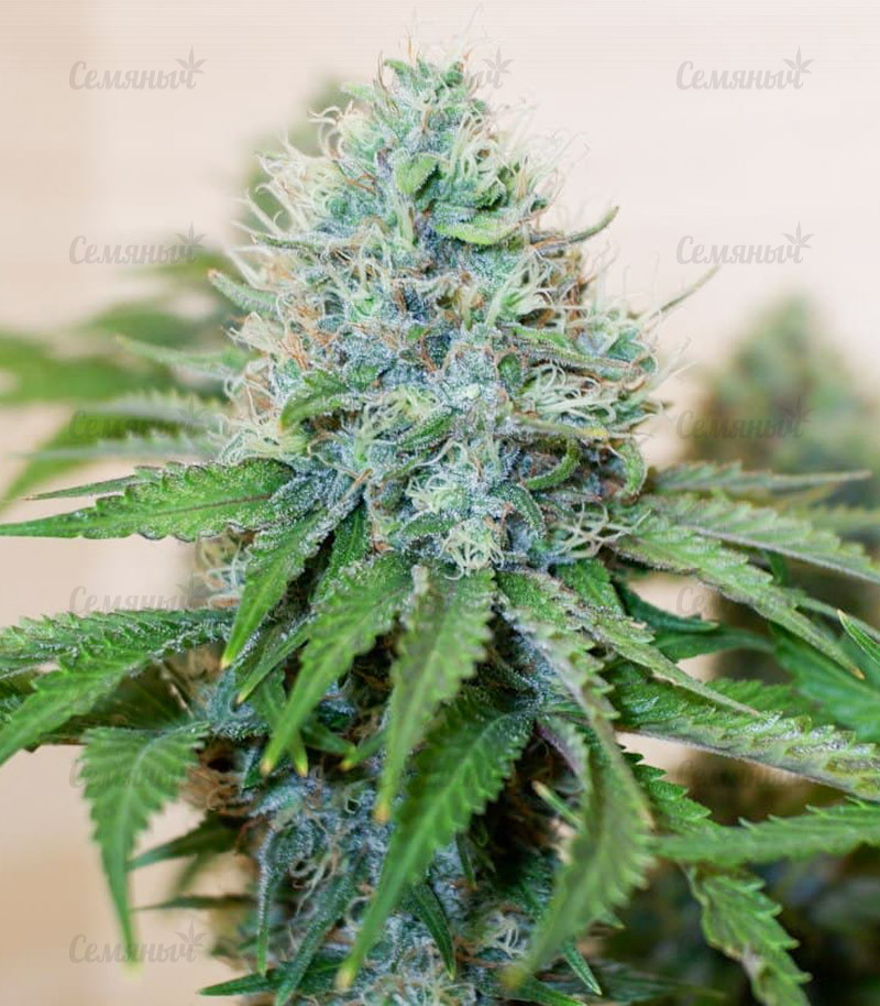 Семена сорта   Ice Cream Ghost Train fem (Cali Buds Seeds) 