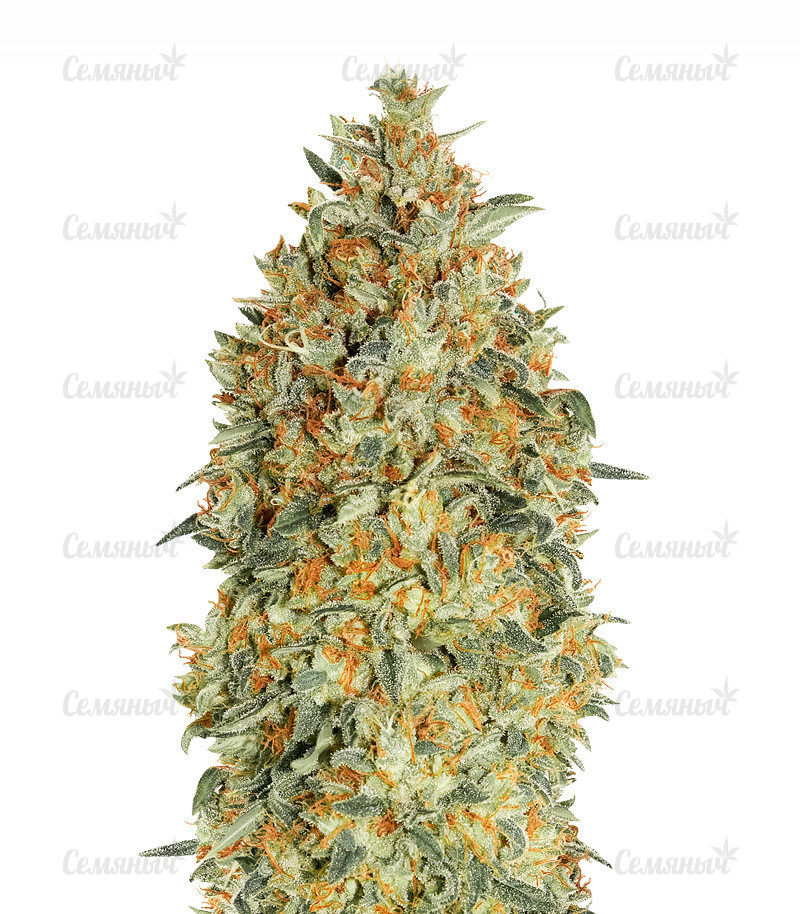 Семена сорта   Auto Gorilla Blue fem (Advanced Seeds) 