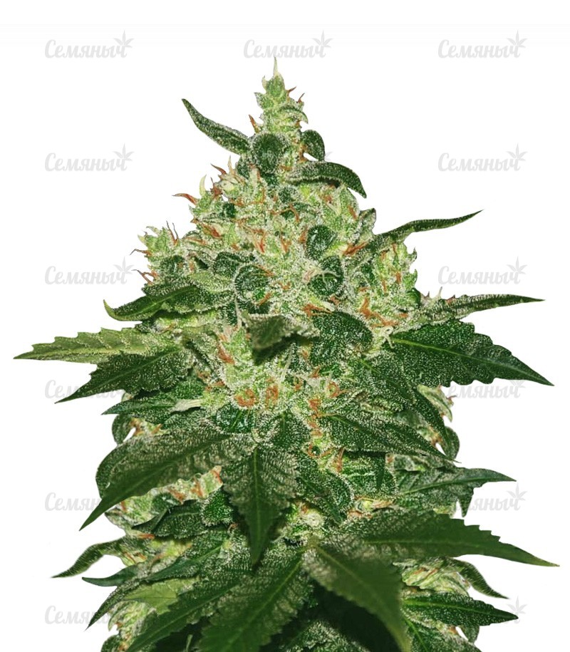 Семена сорта   Afghan Kush reg (World Of Seeds) 