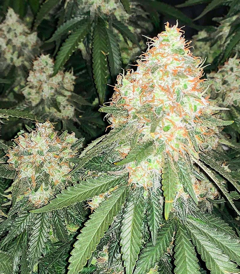 Семена сорта   Cherry Pie fem (Advanced Seeds) 