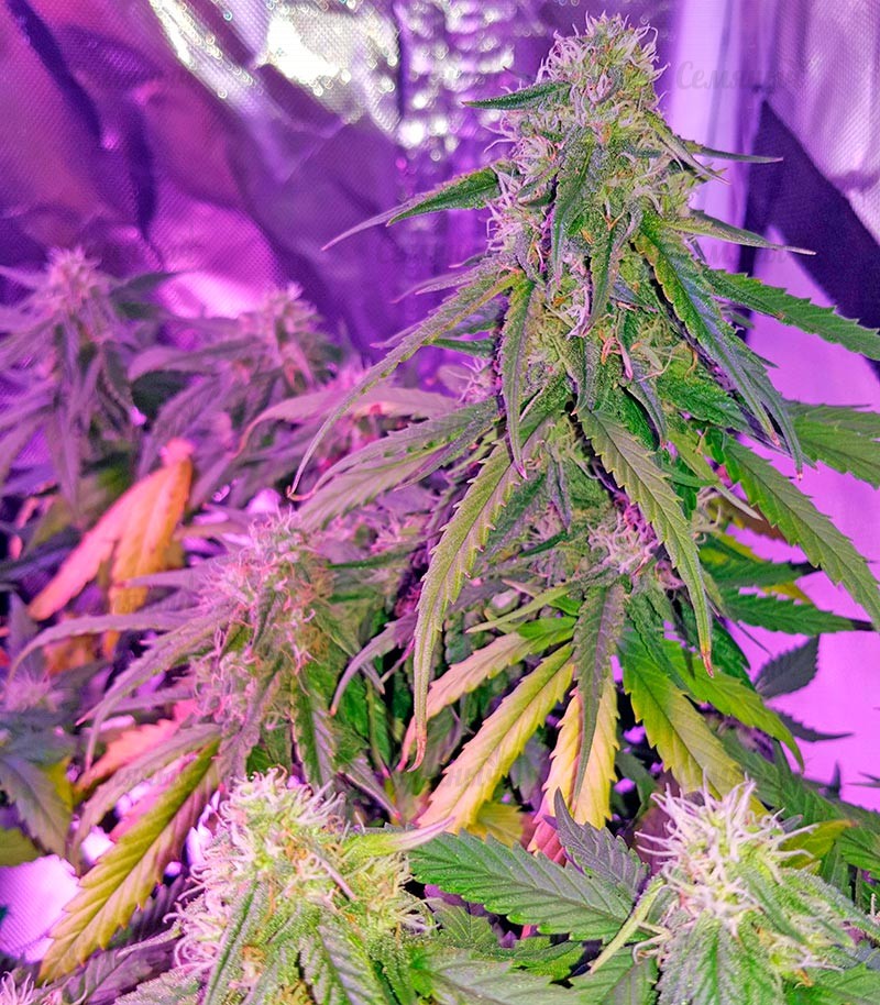 Семена сорта   Auto Sweet Somango (Soma) fem (00 Seeds) 