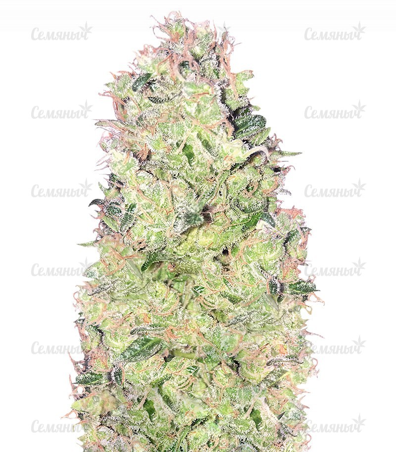 Семена сорта   Ramses fem (Pyramid Seeds) 