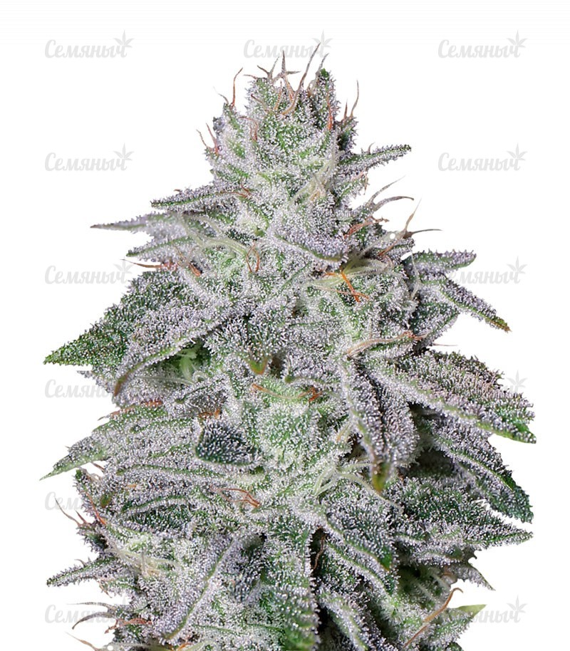 Семена сорта   Francos Lemon Cheese fem (GHS) 