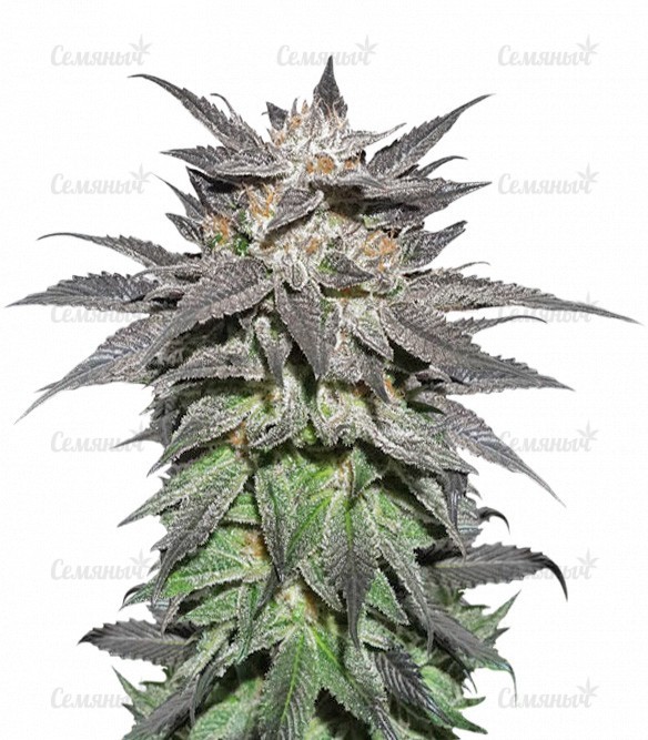 Семена сорта   Bubba Island Kush fem (Dutch Passion) 