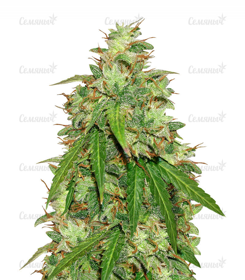 Семена сорта   Girl Scout Cookies Auto fem (Original Sensible Seeds) 