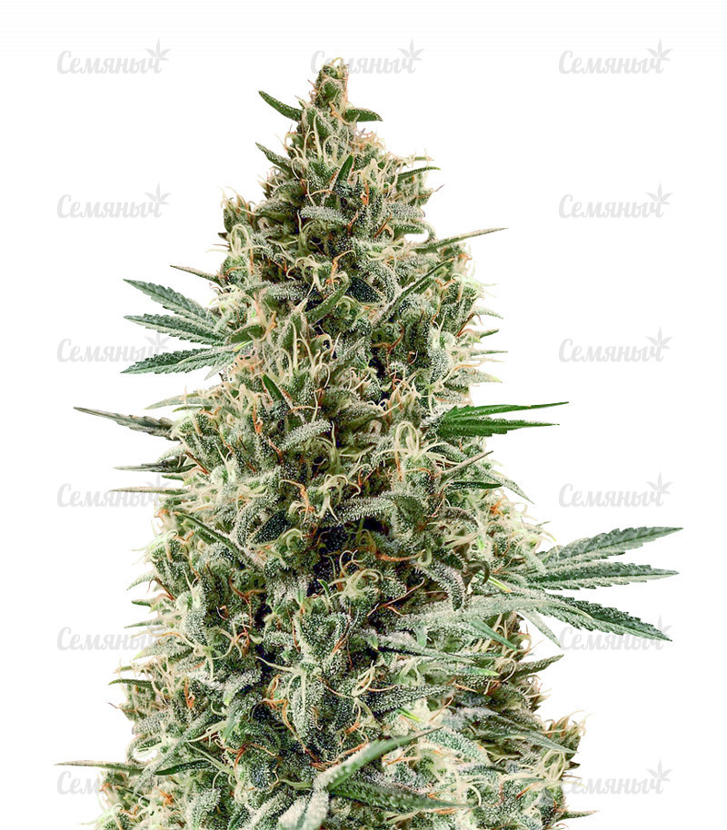 Семена сорта   Chocobang fem (Delicious Seeds) 