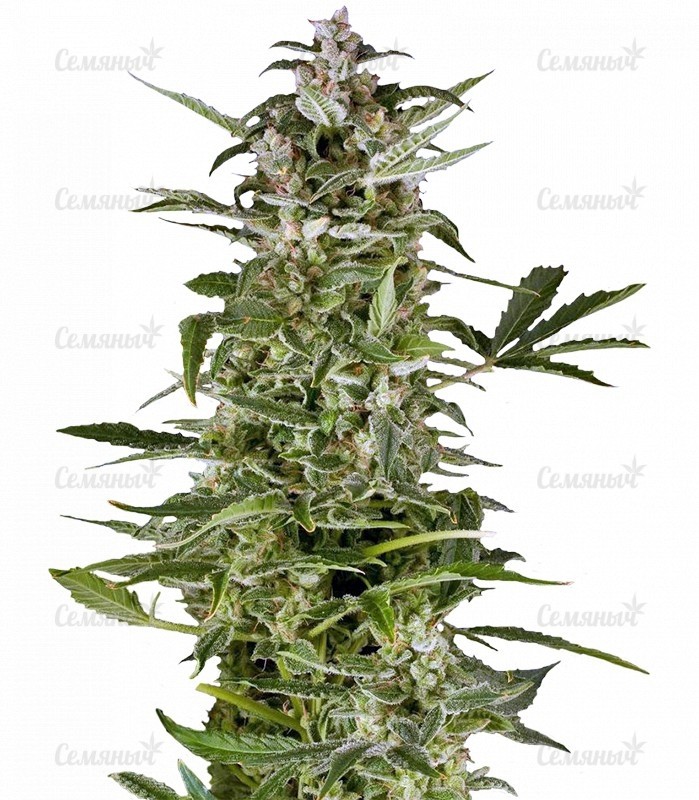 Семена сорта   PolarLight #3 auto fem (Dutch Passion) 