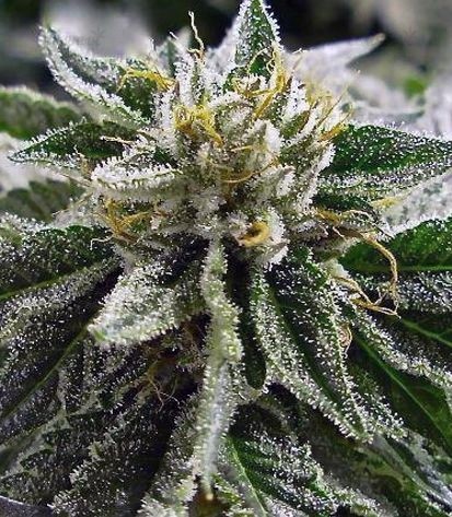 Семена сорта   Canadian Kush fem (Medical Seeds) 