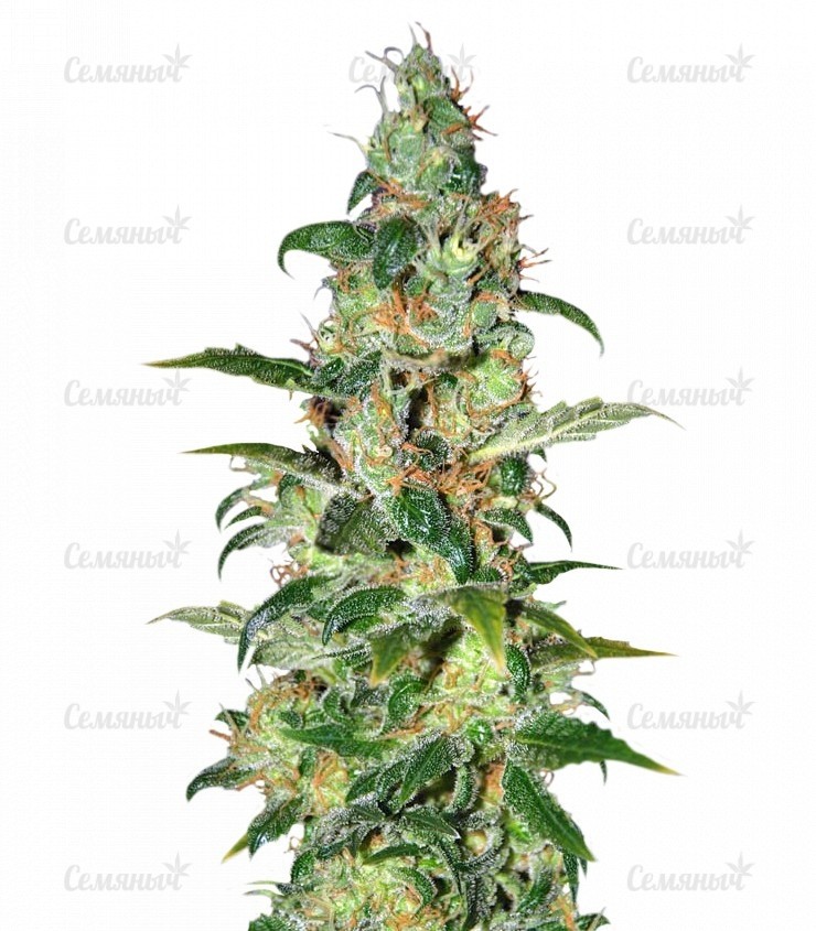 Семена сорта   Chronic Haze fem (World of Seeds) 