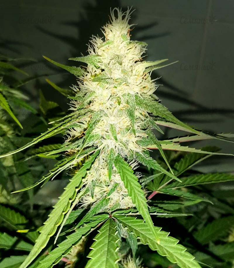 Семена сорта   Gran Purple Banner Auto fem (Cali Buds Seeds) 