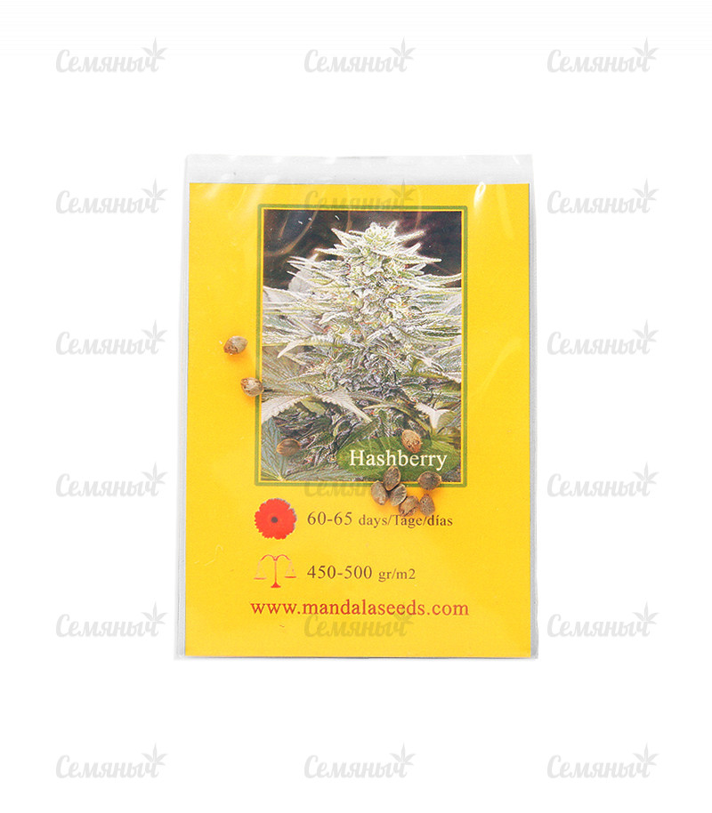 Семена сорта   Hashberry regular (Mandala Seeds) 