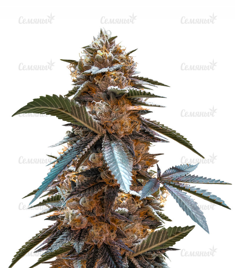 Семена сорта   Tahoe Cure fem (Pyramid Seeds) 