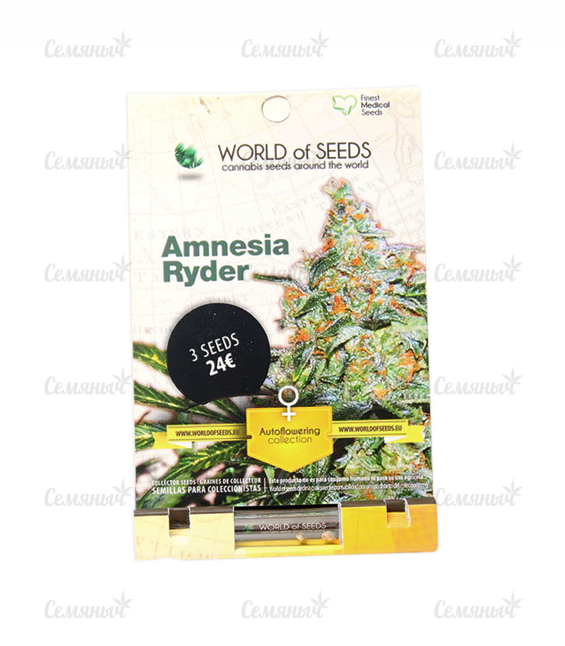 Семена сорта   Amnesia Ryder Auto fem (World of Seeds) 