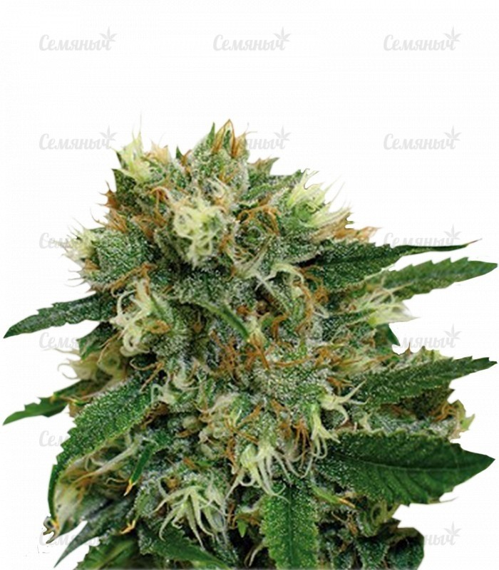 Семена сорта   Phatt Fruity fem (Barneys Farm) 