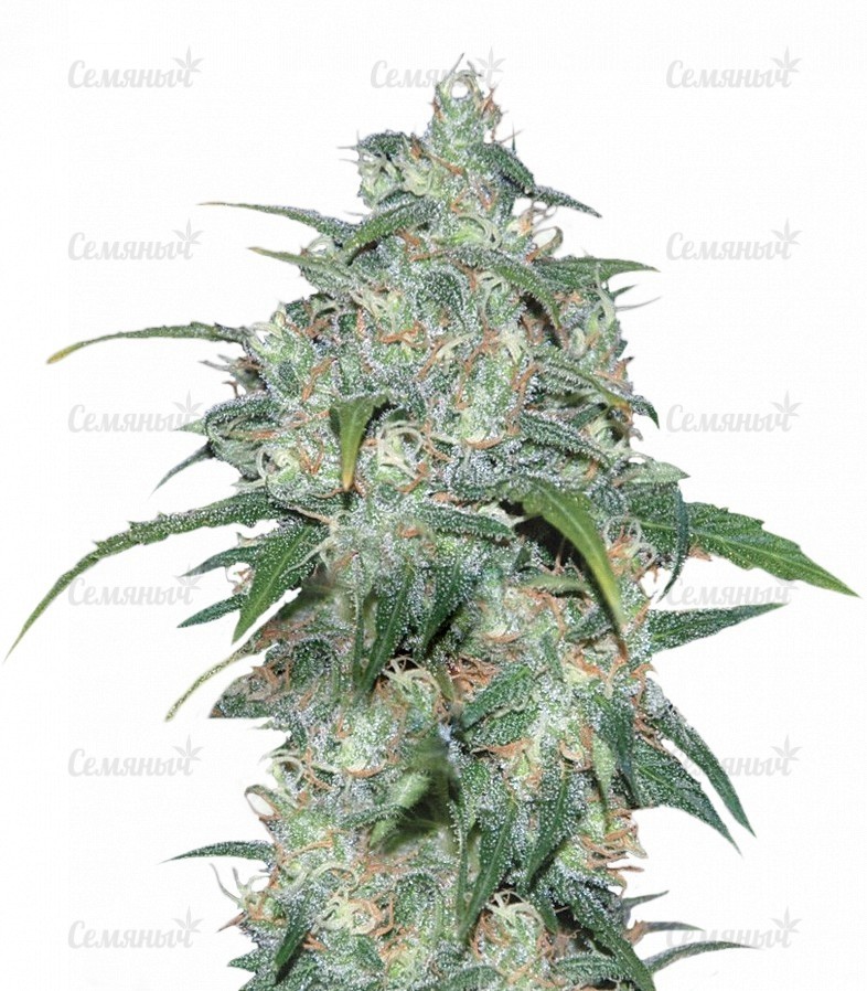 Семена сорта   Wild Thailand fem (World of Seeds) 